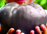 The World's Largest Beefsteak Tomato Seed Heirloom Giant Tomato Fruit Garden Organic Vegetable
