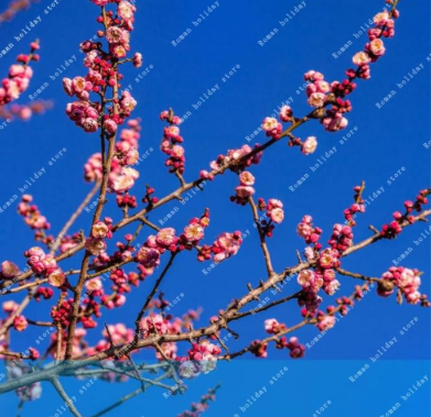 Home Garden Plant Seeds Chinese Plum Blossom Prunus Mume Wintersweet Flower Tree