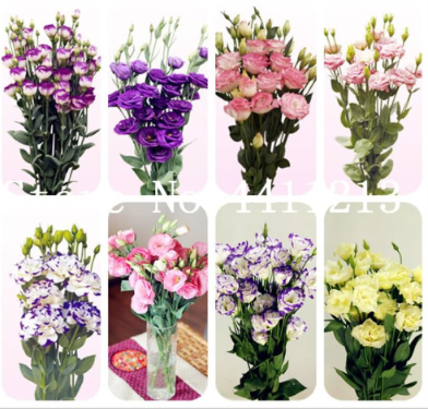 Eustoma Seed Perennial Flowering Plants Lisianthus Multicolor for DIY Home & Garden