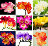Freesia Garden,Mixed Color,Freesia Bulbs Flower Seed