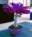 Pachira Macrocarpa Seeds Tree Whip Pachira for Home Garden Household Items
