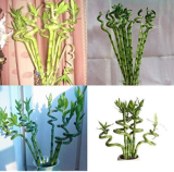Fresh Indoor Bamboo Seed, House Good Luck Bamboo Pot, Exotic Potted Plant
