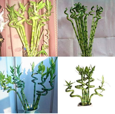 Fresh Indoor Bamboo Seed, House Good Luck Bamboo Pot, Exotic Potted Plant