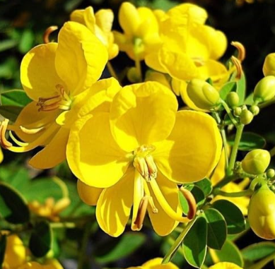 Heirloom Cassia Fistula Golden Shower Tree Tropical Seed Bright Yellow Flower