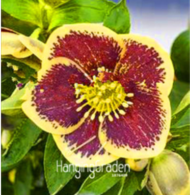 Japanese Seed Potted Helleborus Plant Home Garden