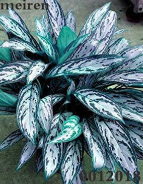 Rare Color Aglaonema Seeds Bonsai Aglaonema Beautiful Mosaic Perennial Evergreen