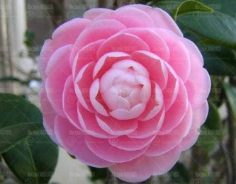 Camellia Seed Double Flap Common Camellia Flower