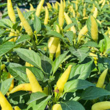 Xiaomila Chili Seeds