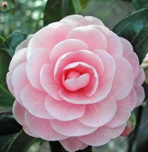 rare beautiful garden Camellia flower plants para jardin indoor Seed tree