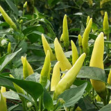 Xiaomila Chili Seeds