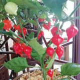 Fruit-flavored Lantern Pepper Seeds