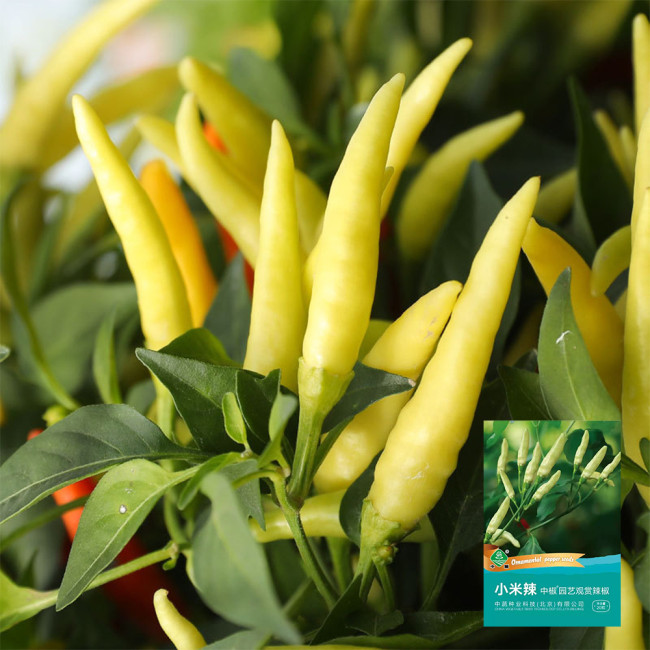 Xiaomila Chili Seeds