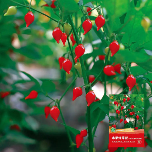 Fruit-flavored Lantern Pepper Seeds