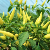 Xiaomila Chili Seeds