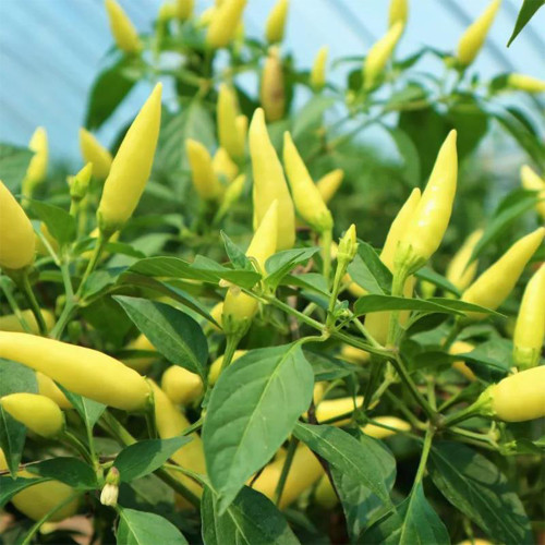 Xiaomila Chili Seeds