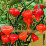 Fruit-flavored Lantern Pepper Seeds