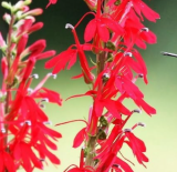 Seeds Lobelia is Flower Hummingbirds