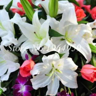 Specials Rare Exotic Blue Heart Lily Potted Seed Lily Colorful Flower for Home & Garden Decorations