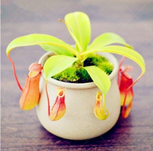 Common Nepenthes Summer Essential Slurperon Pitcher Seed Plant Mozzie