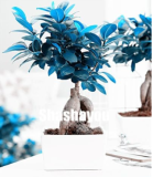 Ficus Seed Rare Tree Plants Seed Tropical Garden Decorative Flower Evergreen