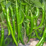 Xiangla No.6 Chili Pepper Seeds