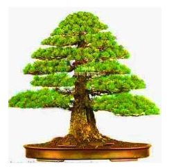 Rare Color Japanese Cedar Tree Seeds Seed Plant