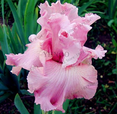 Iris Orchid Flores, Perennial Seed Plant Butterfly iris Flower