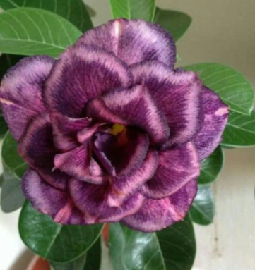 Unique Desert Rose Plants Flowers Balcony Potted Home Garden Flowers
