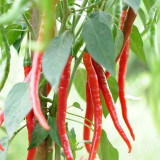 Erjingtiao Pepper Seeds