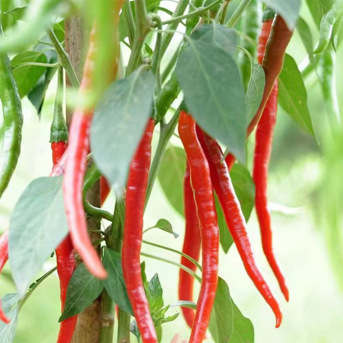 Erjingtiao Pepper Seeds