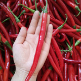 Erjingtiao Pepper Seeds