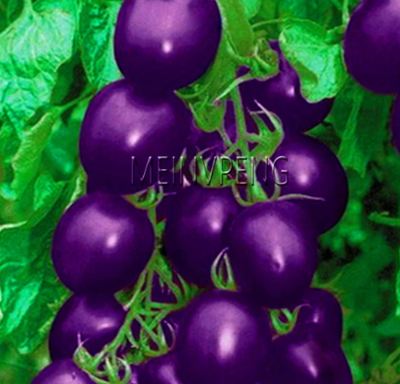 Garden Heirloom Cherokee Purple Tomato Seed