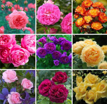 Rose Flower Rare Seed Flower Seed Mixed Plant for Home Garden