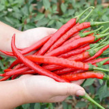 Erjingtiao Pepper Seeds