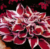 Colorful Hosta Flores Seed, Indoor Flower Plants
