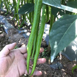 Xiangla No.6 Chili Pepper Seeds