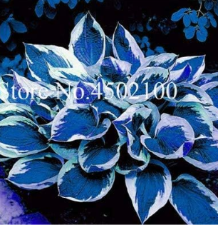 Colorful Hosta Flores Seed, Indoor Flower Plants