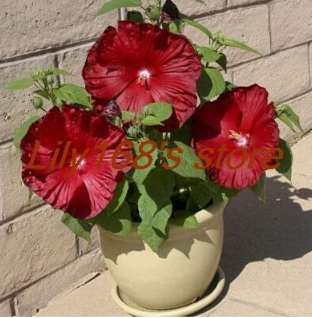 Hibiscus Rosa-sinensis Perennial Flowers Seed Large