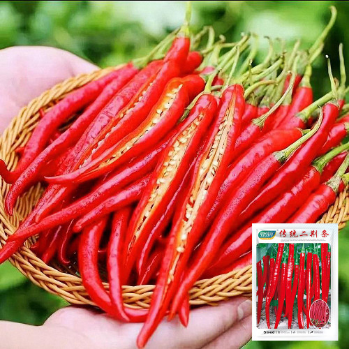 Erjingtiao Pepper Seeds
