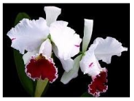Flower Seed Sementes Cattleya Hybrida Seed Famous Flowers Orchids Seed