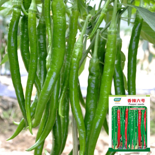 Xiangla No.6 Chili Pepper Seeds