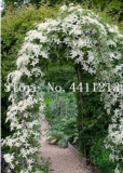 Rare Climbing Jasmine Flower White Jasmine Seed