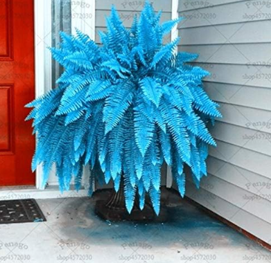 Blue Bracken Fern Seed Plants Rare Fiddlehead Succulent Potted Plant