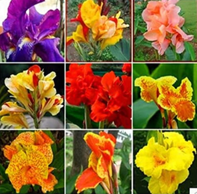 Multi-Color Perennial Canna Flower Plant Seed Ornamental Plants