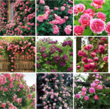 Rose Flower Rare Seed Flower Seed Mixed Plant for Home Garden