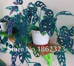 Palm Seed Turtle Leaves Seed, Monstera Potted Plants