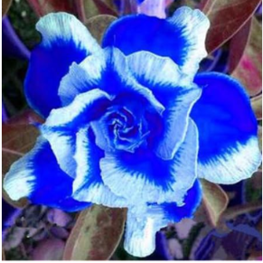 Desert Rose Rainbow Ornamental Plants Flowers Balcony Potted Home Garden Flowers