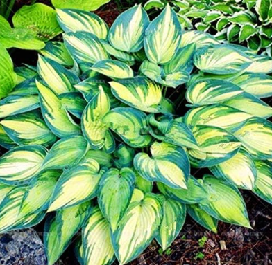 Colorful Hosta Beautiful Flower Seed