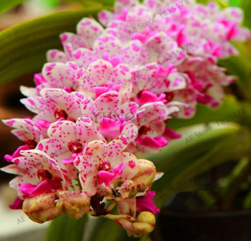 Cymbidium Orchid Seeds, Orchid cymbidium, cymbidium Flores, Seed Flower plantas, Potted