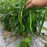 Erjingtiao Pepper Seeds